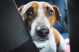 dog in car