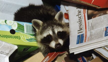 Raccoon in a junk pile from somebody's garage