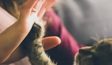 pet cat giving high five to owner