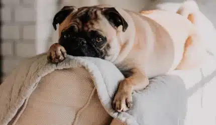 Sad dog on the back of sofa thinking about moving