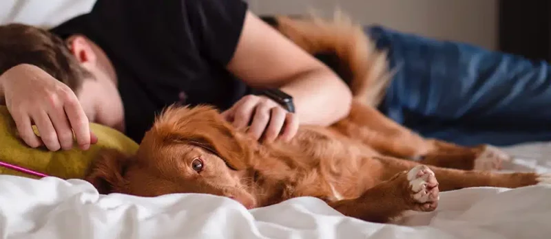 Dog on bed with owner petting him; spend more relaxing time when your moving with pets