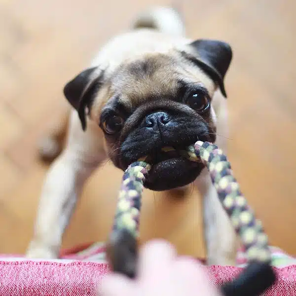 Dog with toys