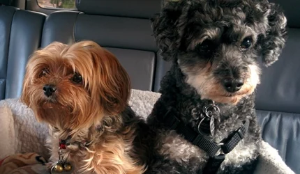 two pet dogs in a car moving to new house
