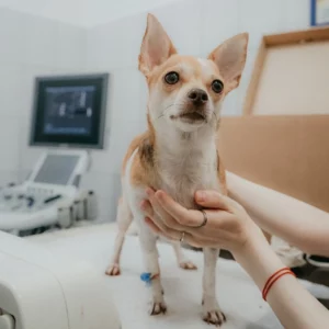 take your pet to the vet before you move