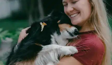 Sheltie pet dog getting extra attention from owner who is moving with pets
