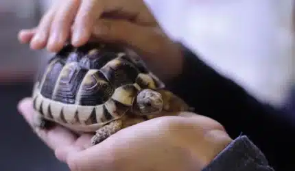 pet turtle