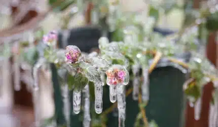 frozen flowers in Texas cold snap
