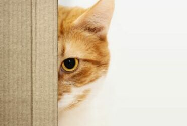 Background image of Cat hiding during tax season